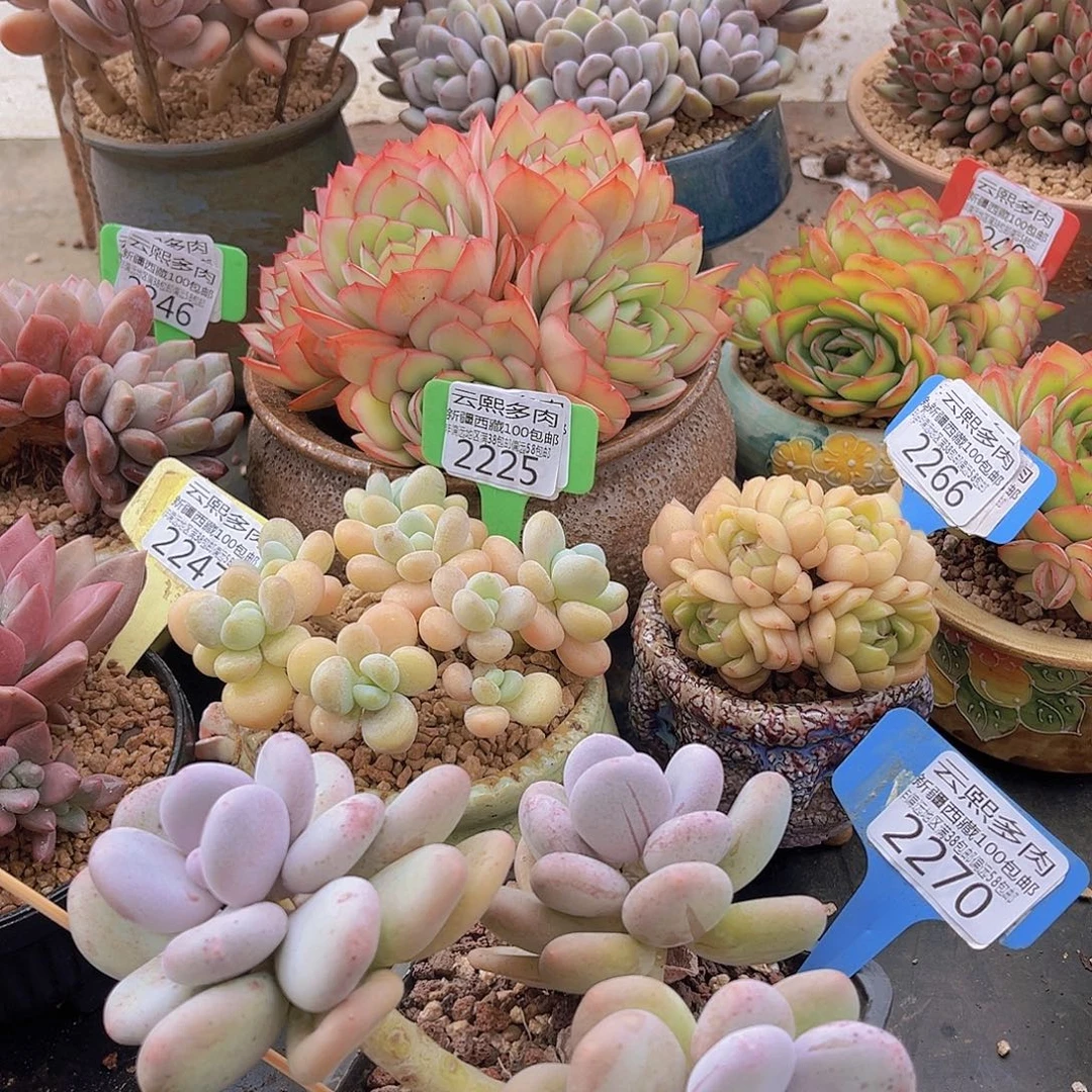 2270大叶奶酪多肉植物