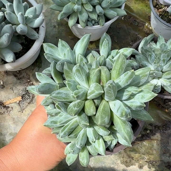 重楼十几个头多肉植物