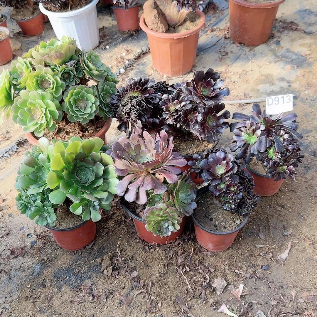 913欧紫万玫瑰手捧有伤共6颗