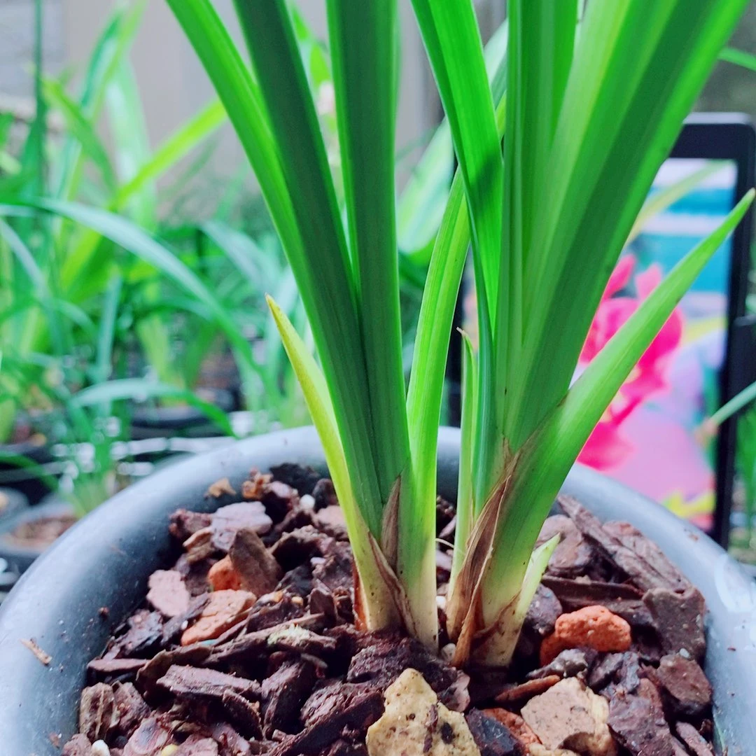 当前无花栽培后可以开花