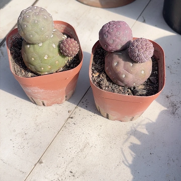 习自野两个仙人球