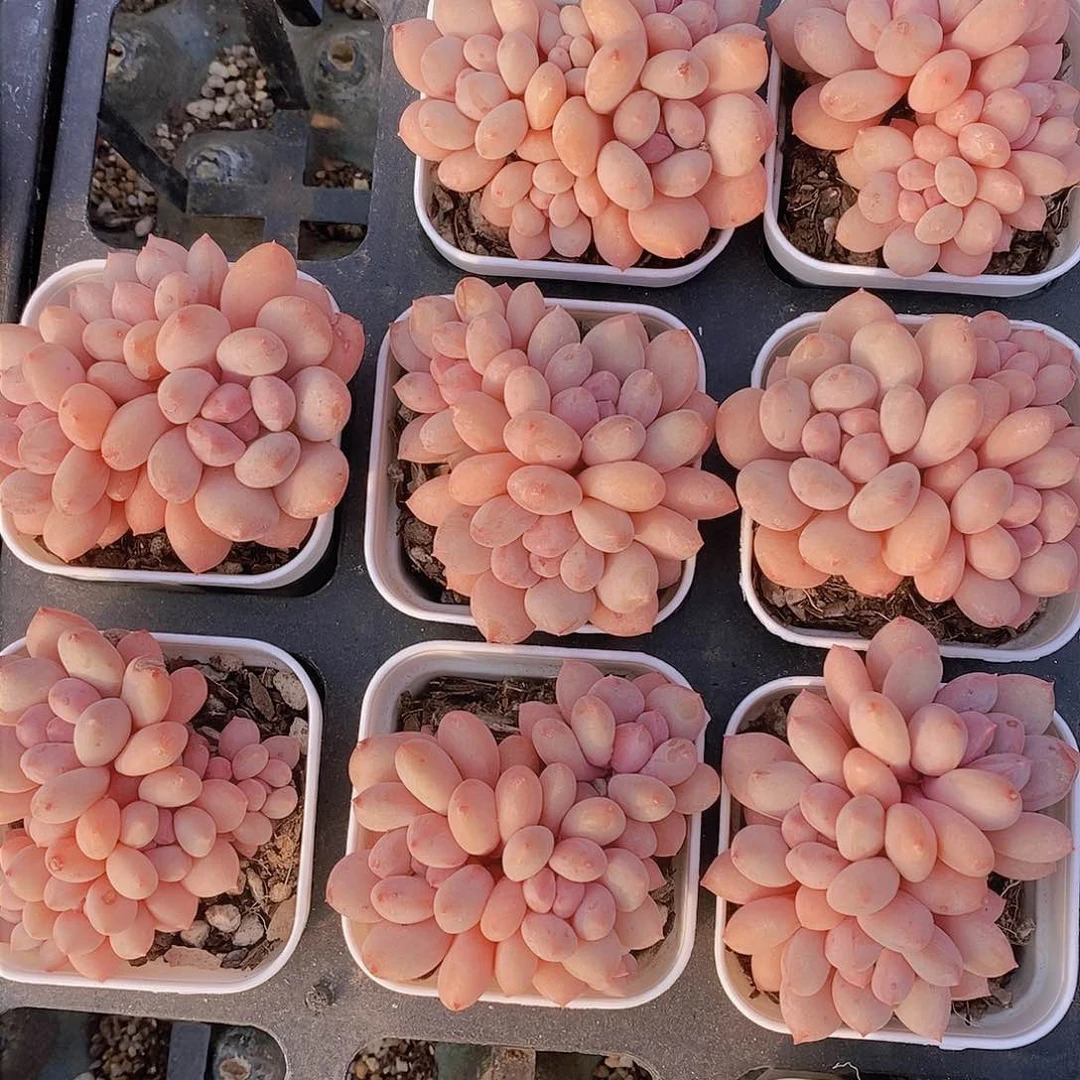 0225-小公主福利一颗 量拍