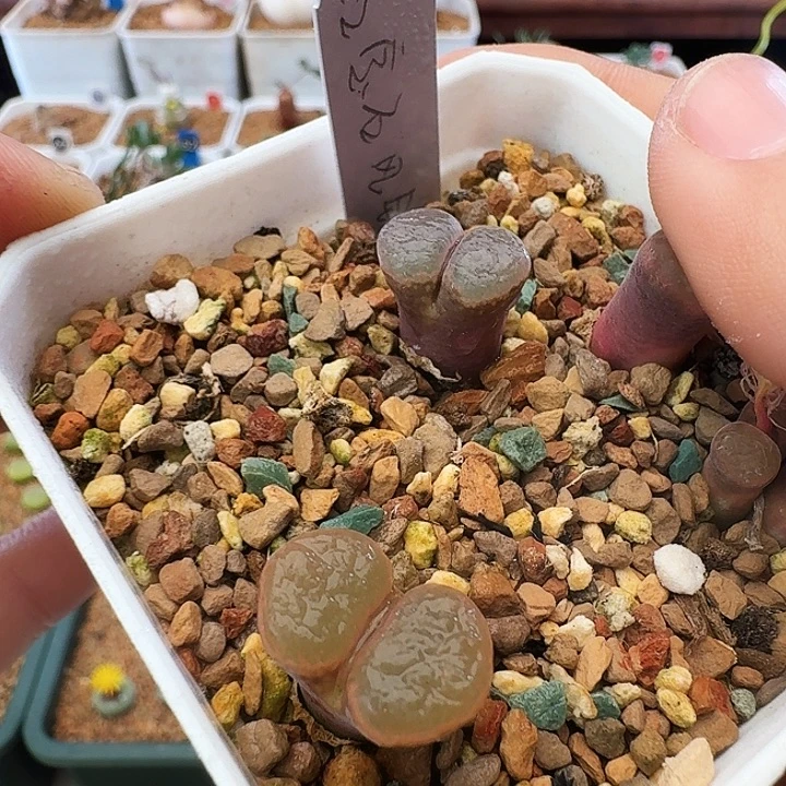 多肉植物优选红宝石两颗一起