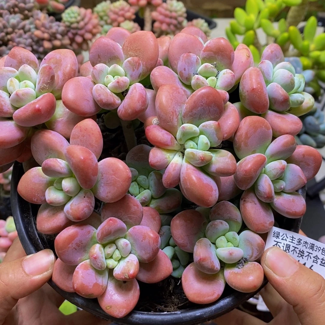 116樱花洛神18cm多肉