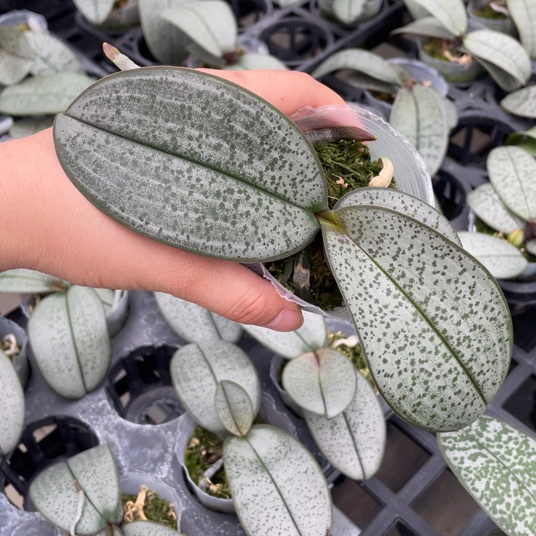 当前无花栽培后可以开花925超银西一颗