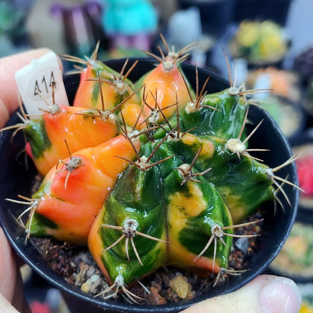 非偏远地区满25包邮仙人球