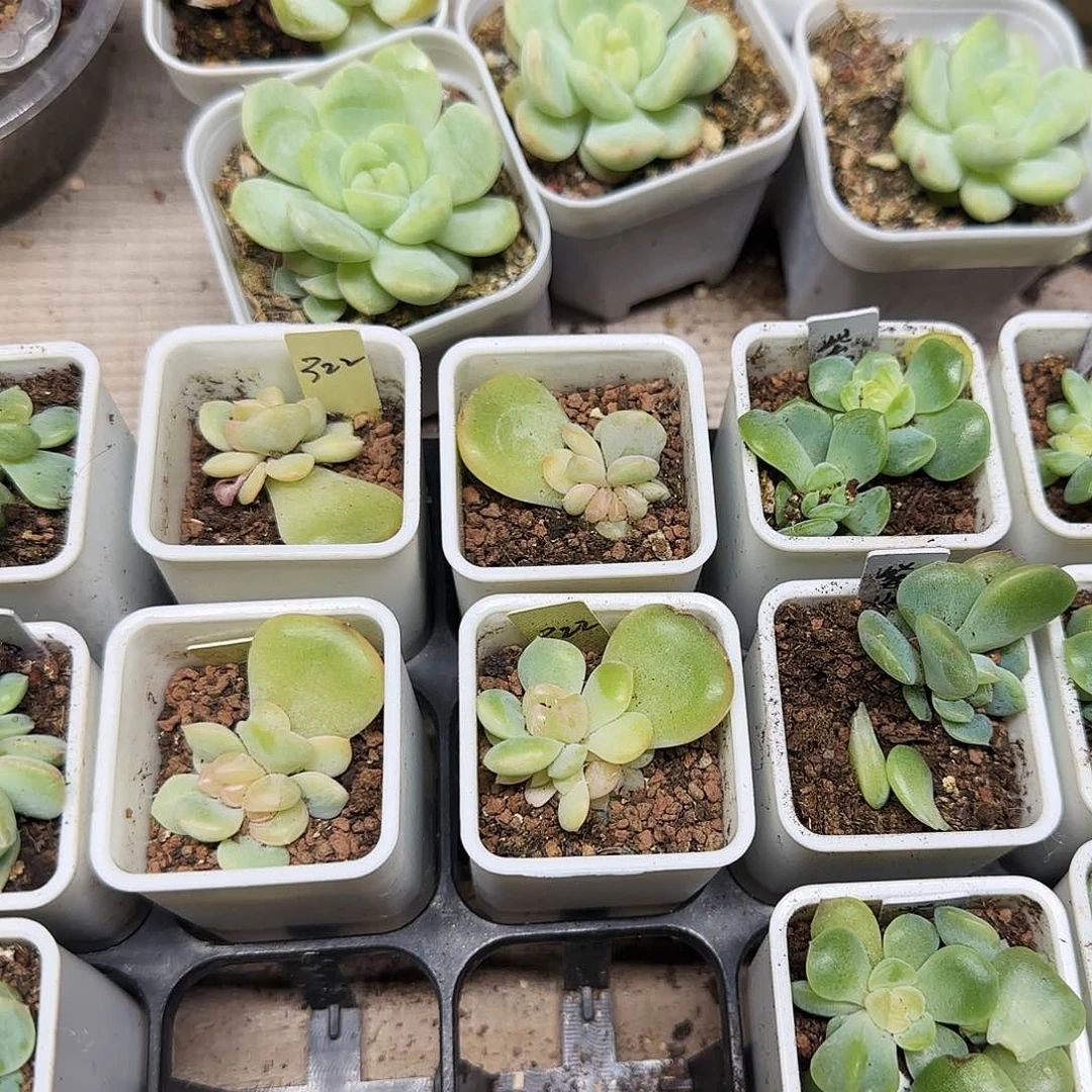 322状态盆一个满25包邮