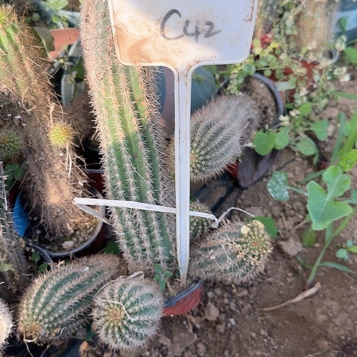 壞*儬C42毛花柱瑕疵球