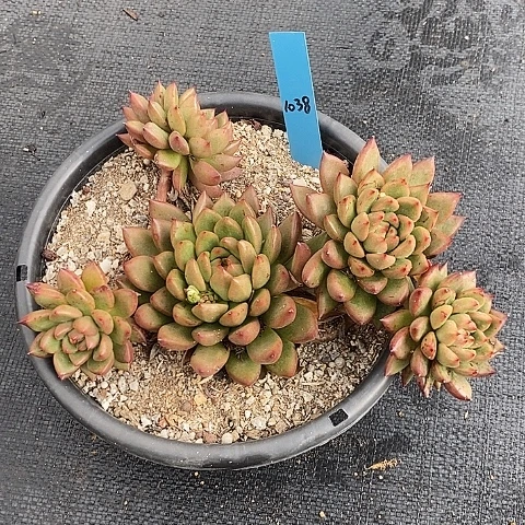 夜**兰1038多肉植物老桩