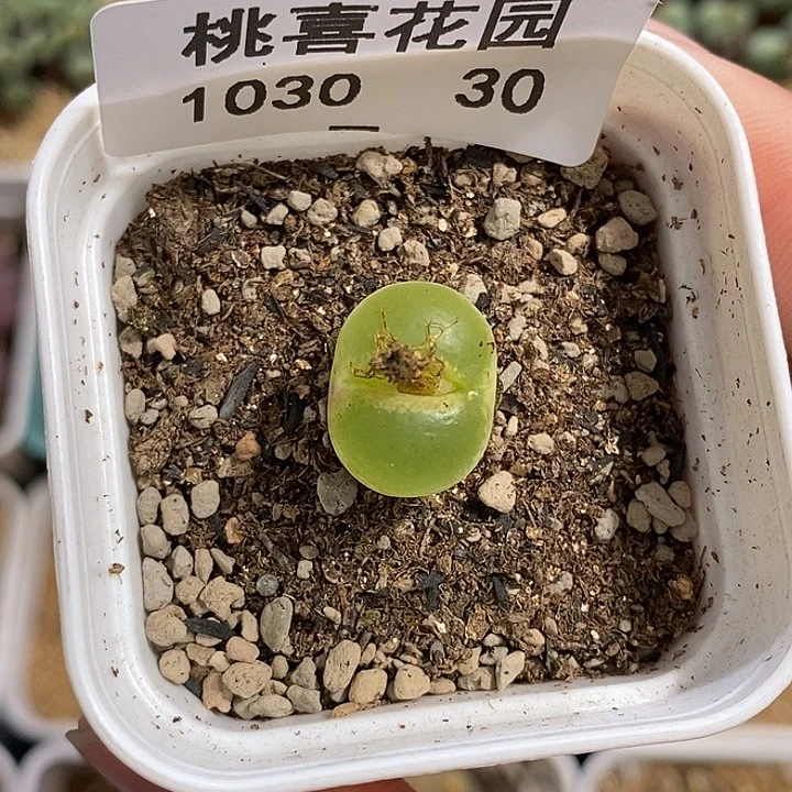 1030-30-粉女福利。