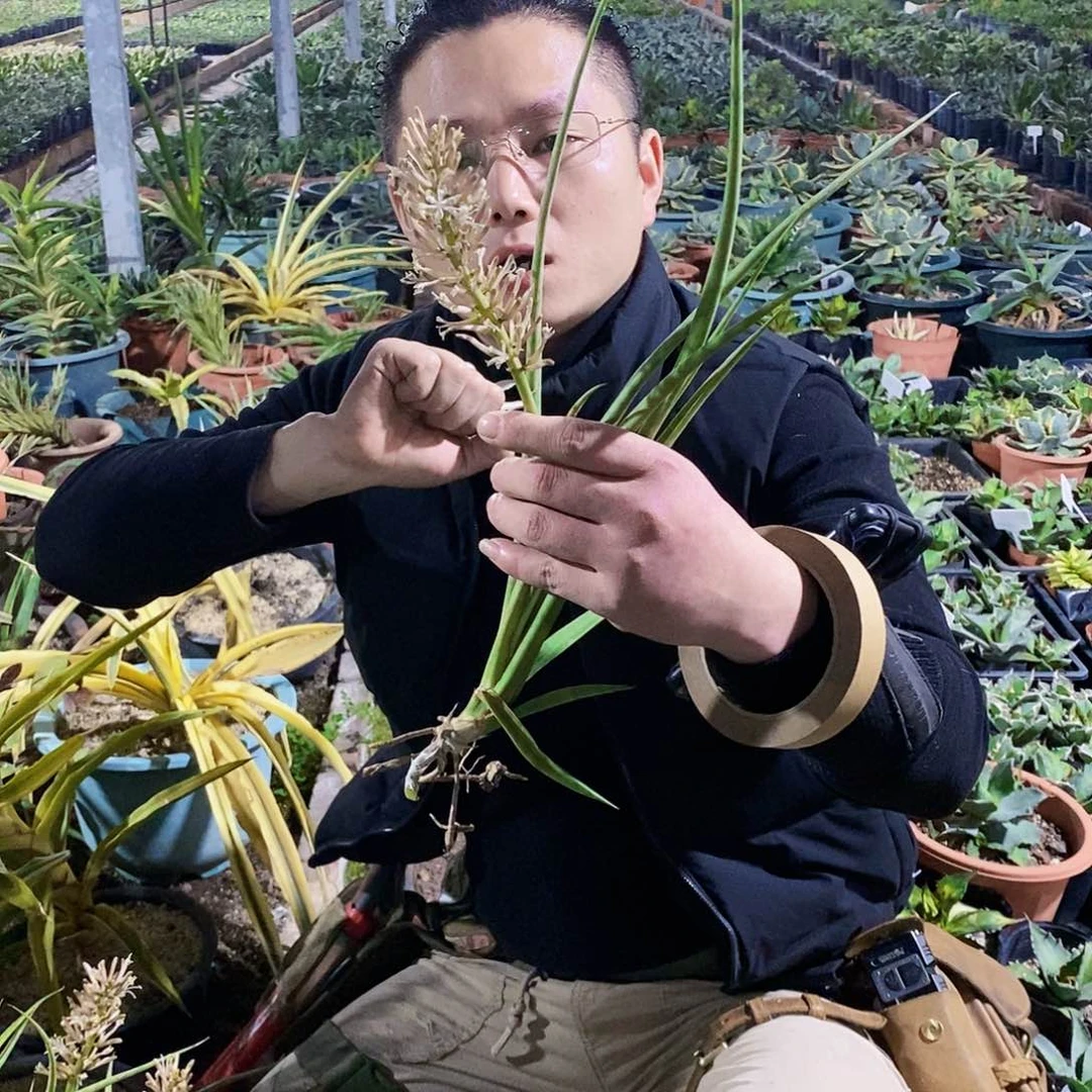 帕娃虎皮兰一颗带花