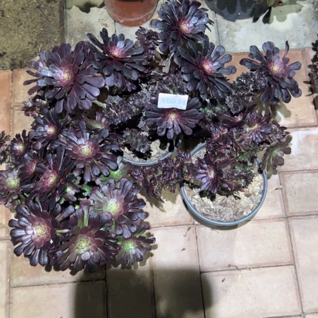 【闪购商品】亲*的931黑铜缀多肉