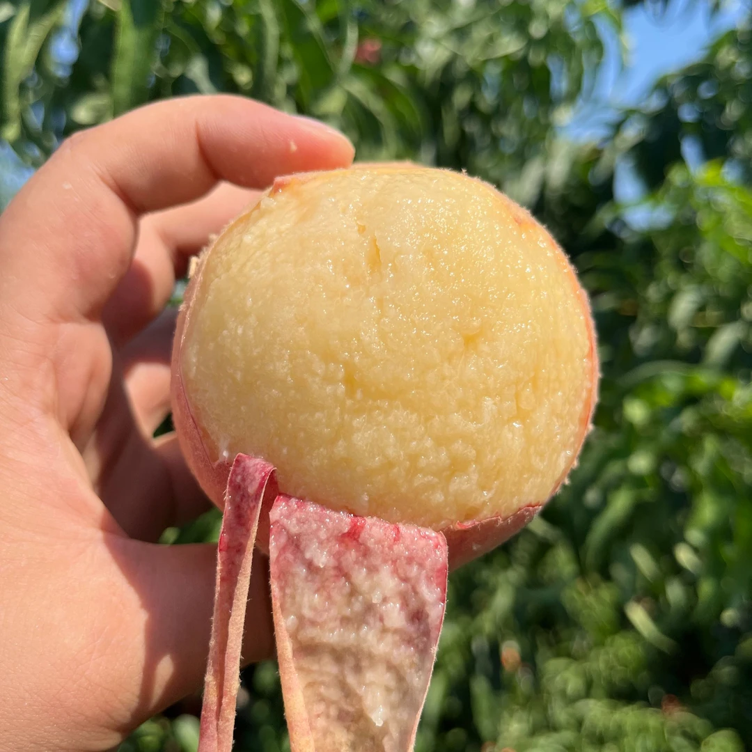 {顺丰包邮}新鲜砀山水蜜桃软糯香甜现摘现发突围孕妇3/5斤纯甜