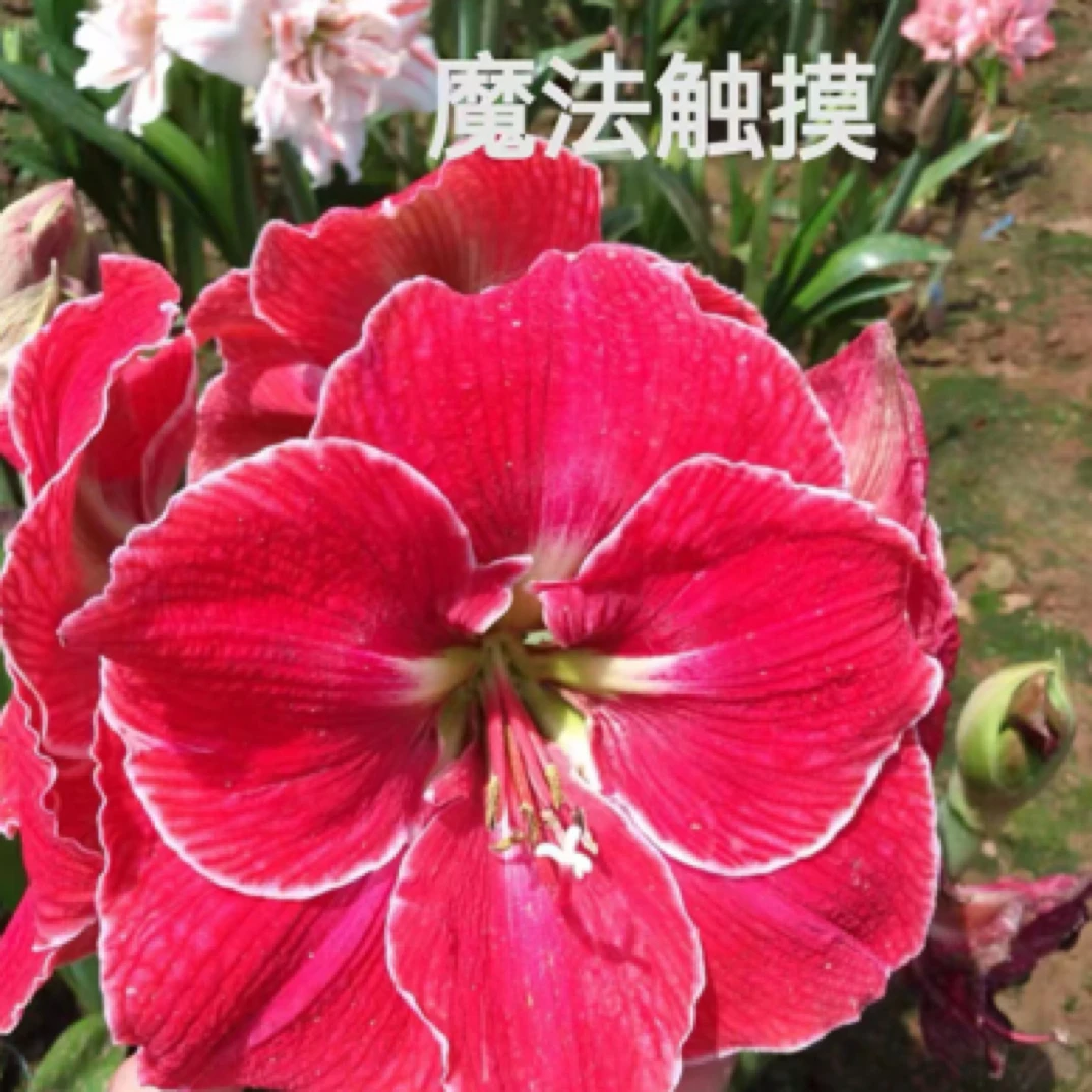 包对版【魔法触摸】自育朱顶红种球裸根发货默认有花叶