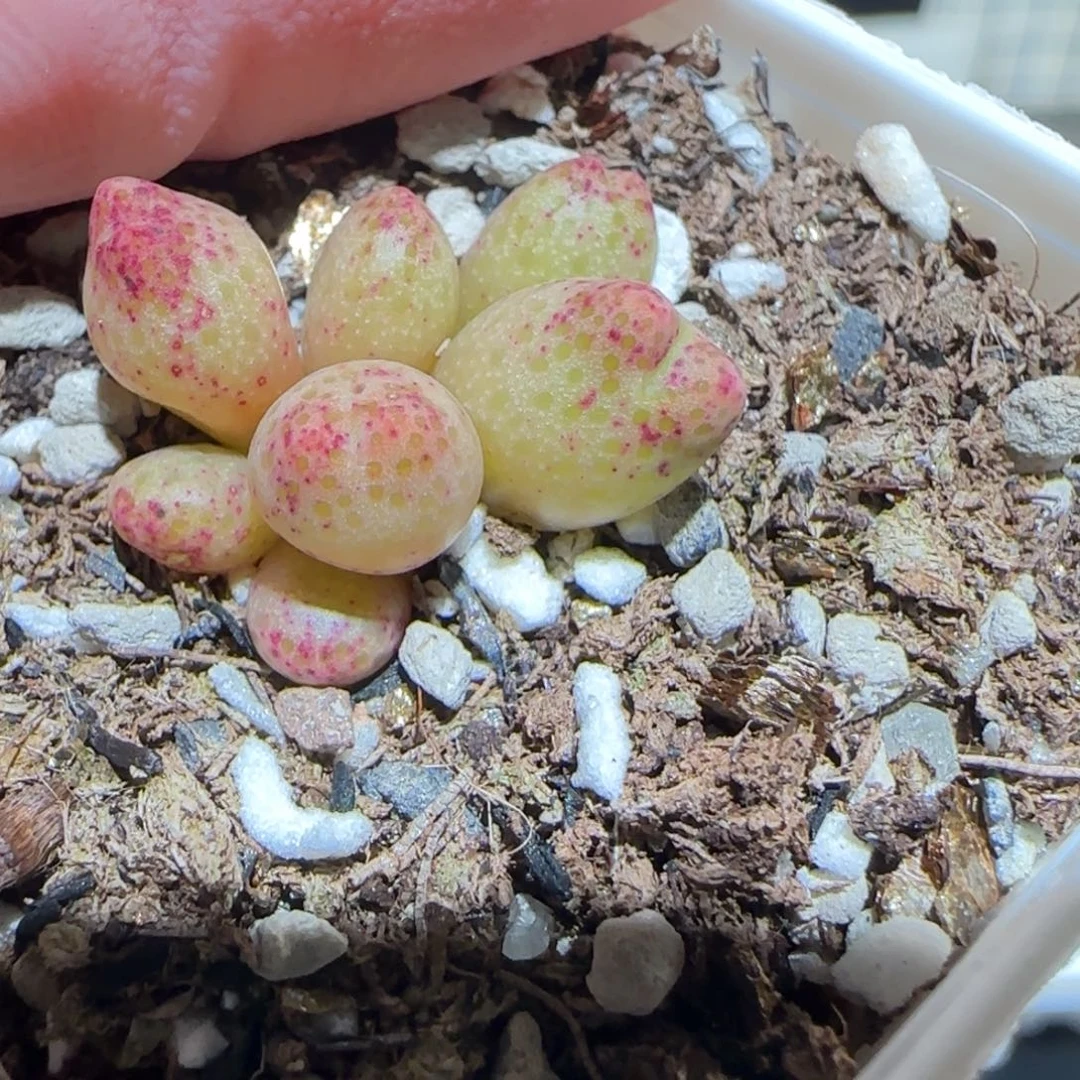 肉锥多肉植物百科-草莓斑马1429