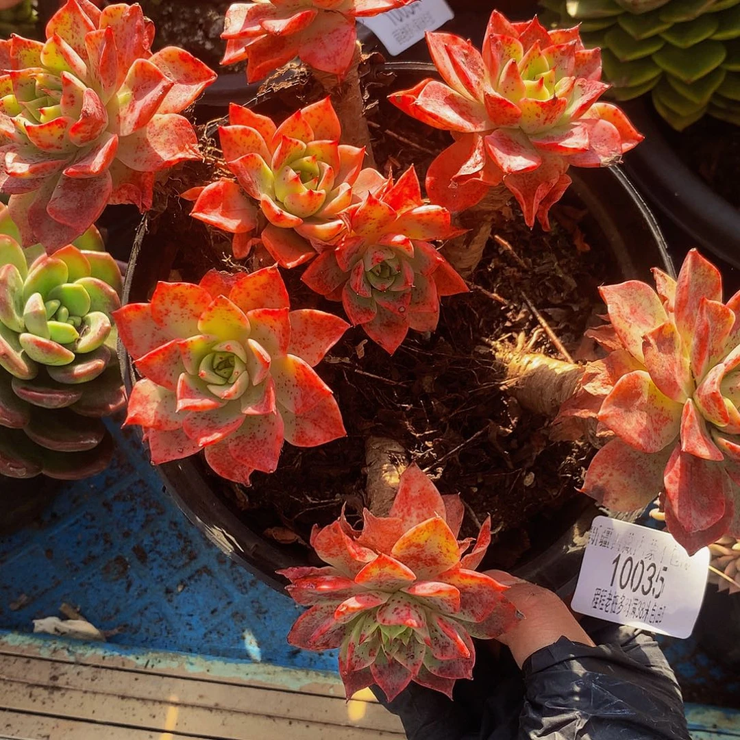 娇***！钻石锦10035多肉多肉