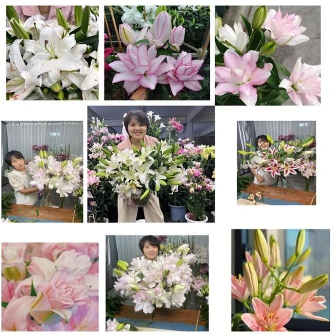 《重瓣百合》百合种球阳台庭院盆栽花苗百合花种球