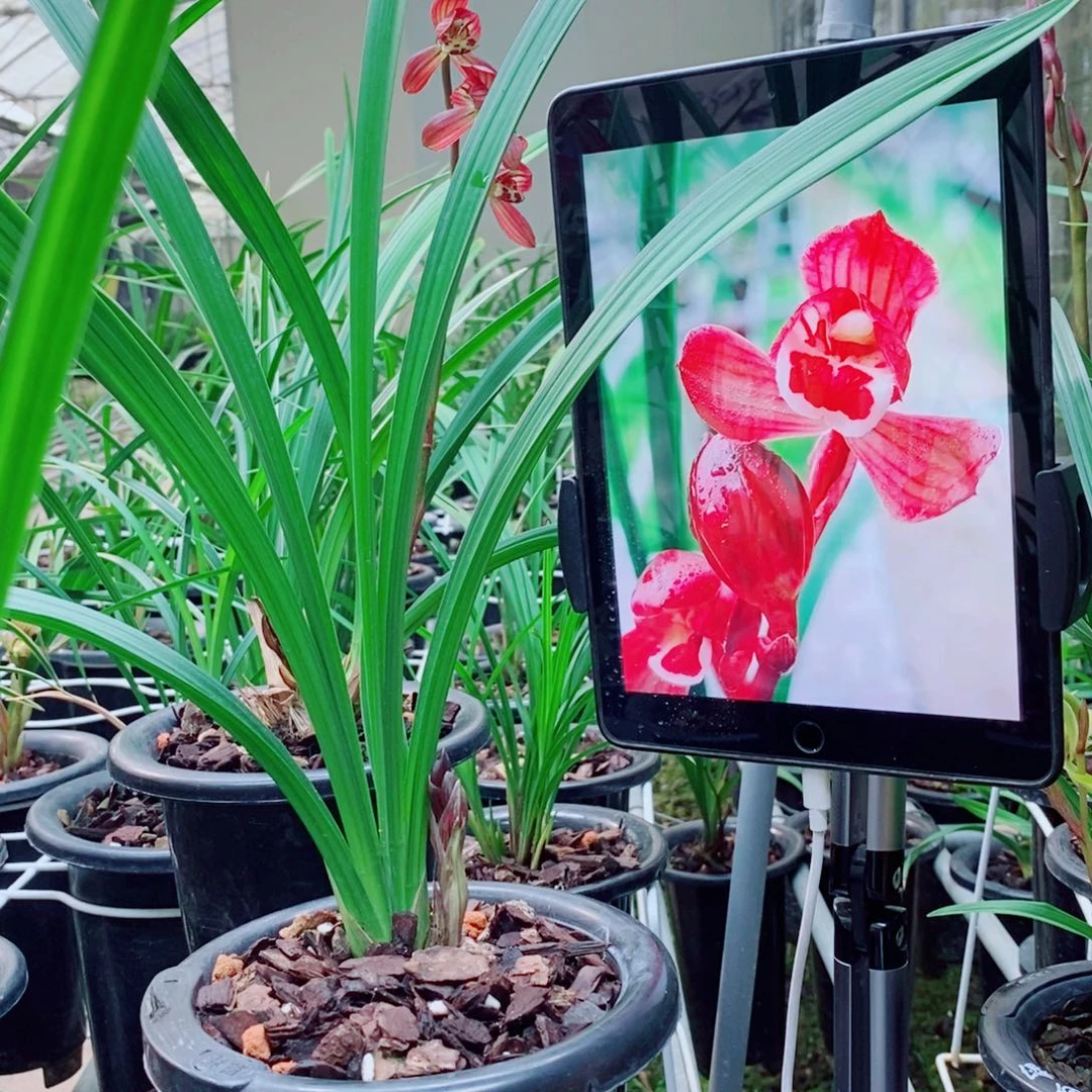 大部分花苞少量开放