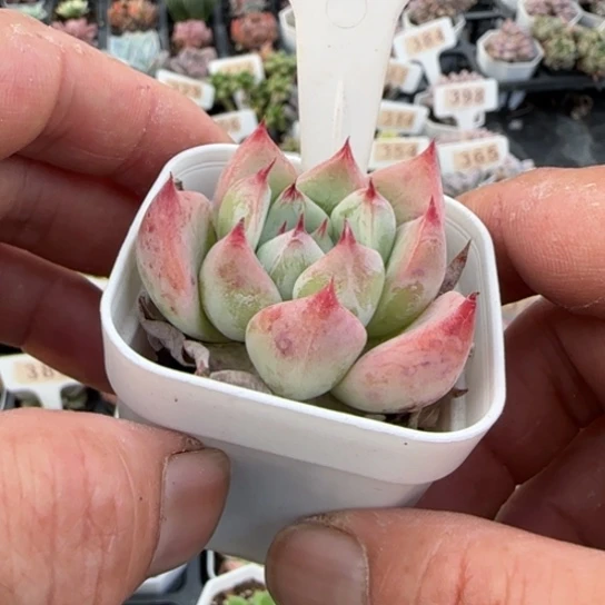 393天空之城一物一拍多肉