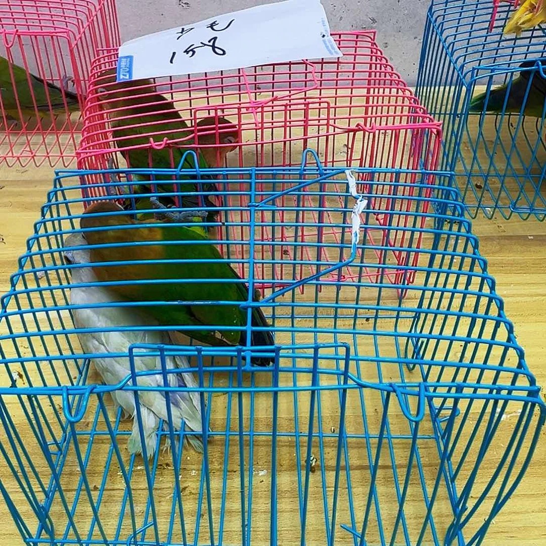 桃脸牡丹鹦鹉眼有毛病包活到家