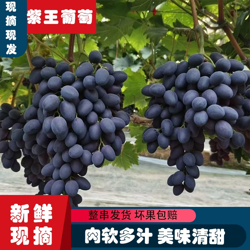 贵州特产紫王葡萄新鲜多汁应季葡萄新鲜采摘爆汁美味脆甜现摘现发