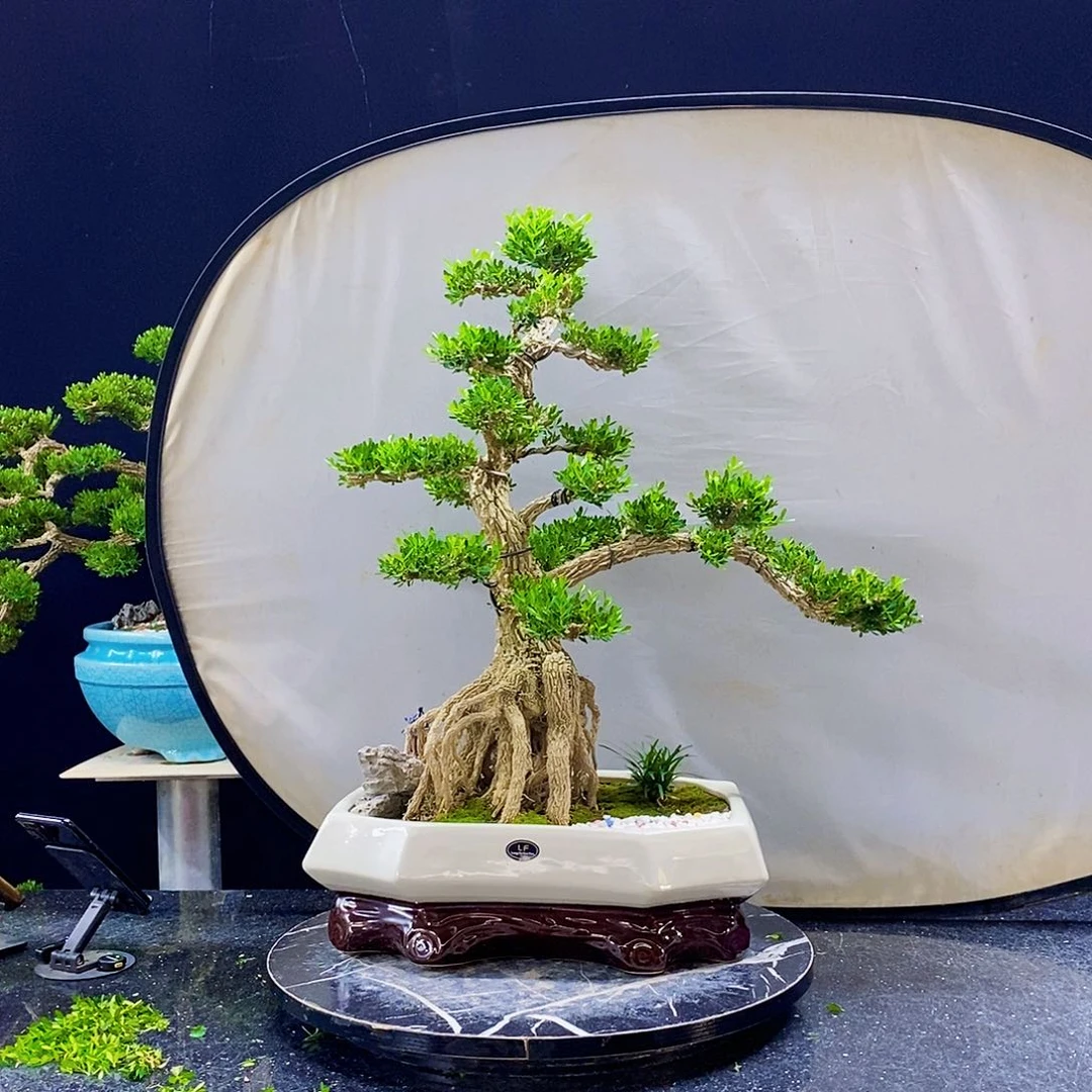 无花朵黄杨盆景造型