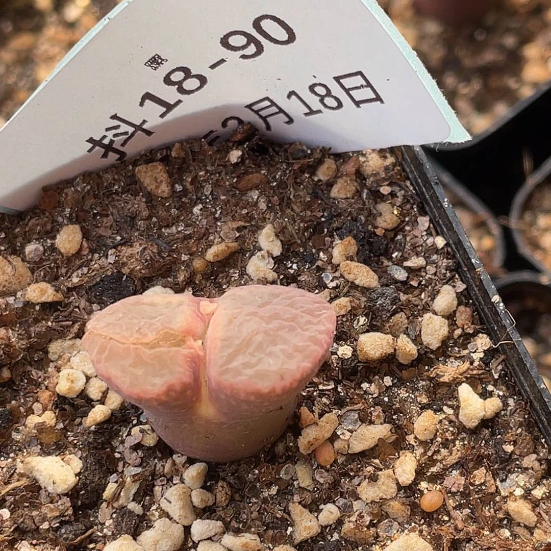 李****)18-90肉锥多肉植物