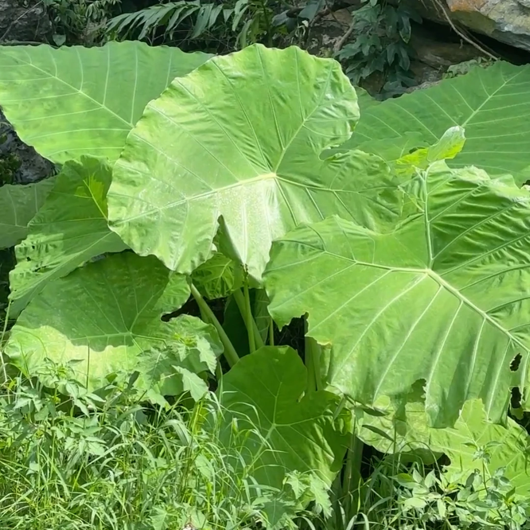 大型大野芋霸王芋象耳芋盆栽适合室内外客厅庭院的花卉绿植