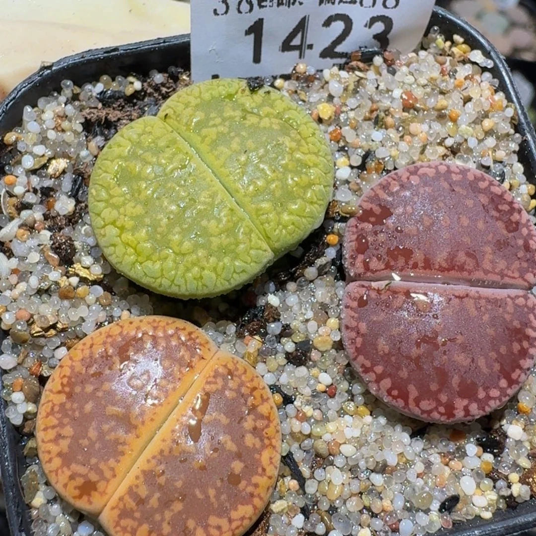 zzzz生石花肉锥1423