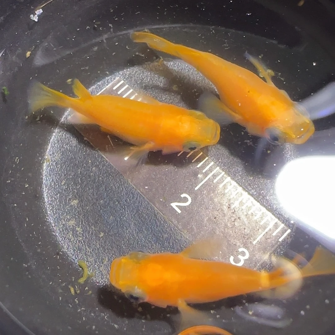青鳉鱼观背青鱂一物一拍145