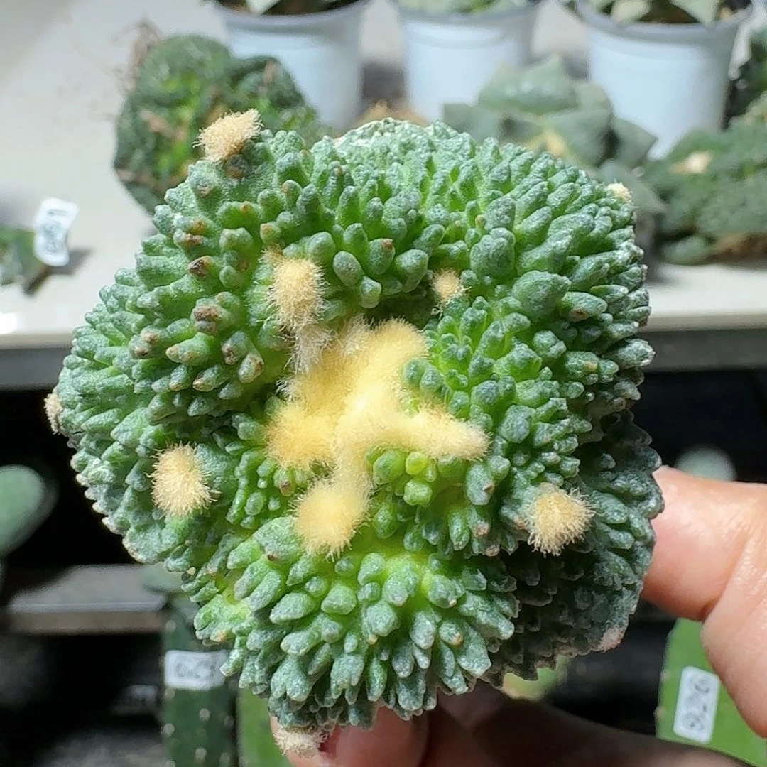 【闪购商品】无花朵坎**白哥怒744