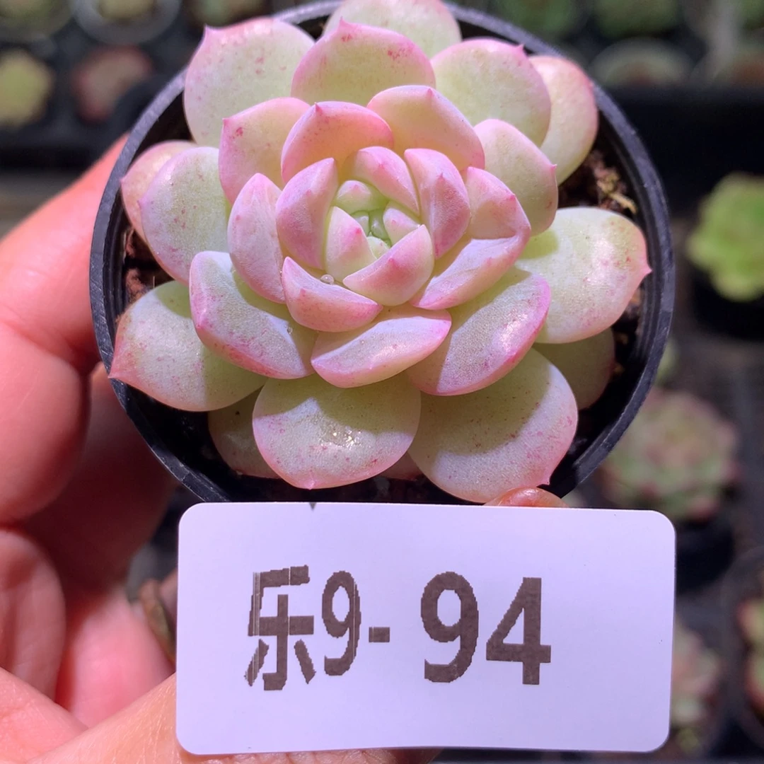 乐然 9-94 单头新品