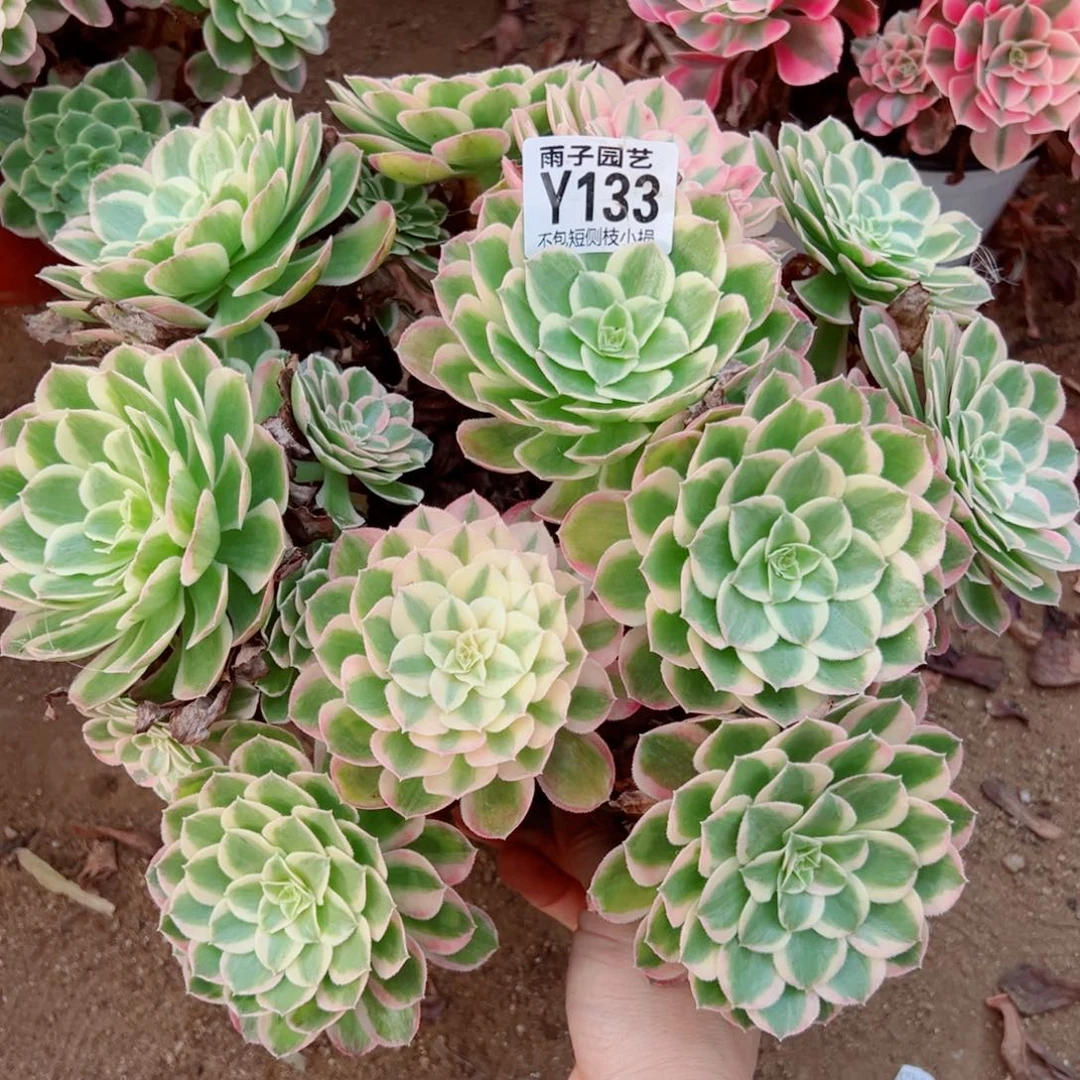 133孔雀翎尺寸35左右