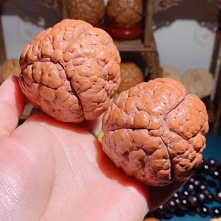 野生三瓣脑纹大金刚5562