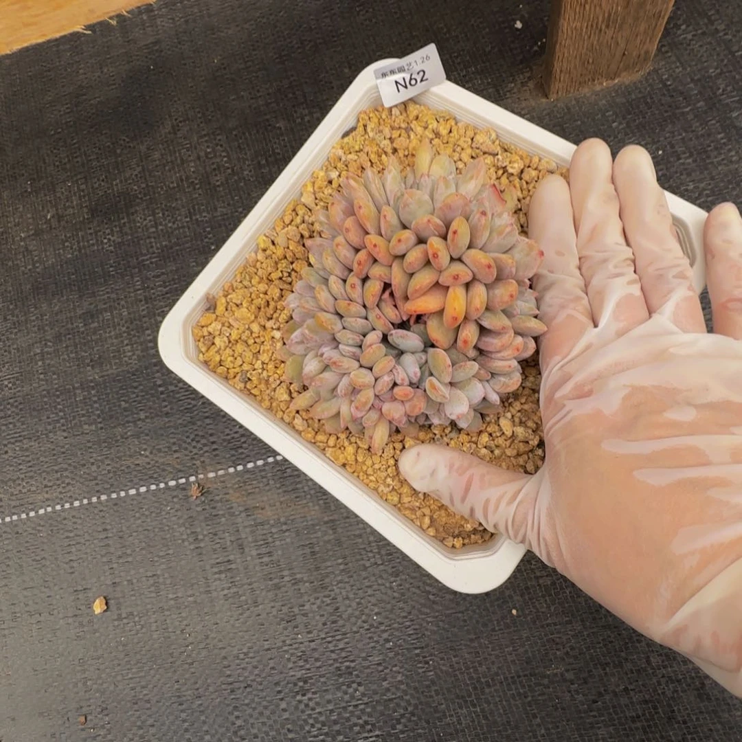 b n n n n n n n n 62