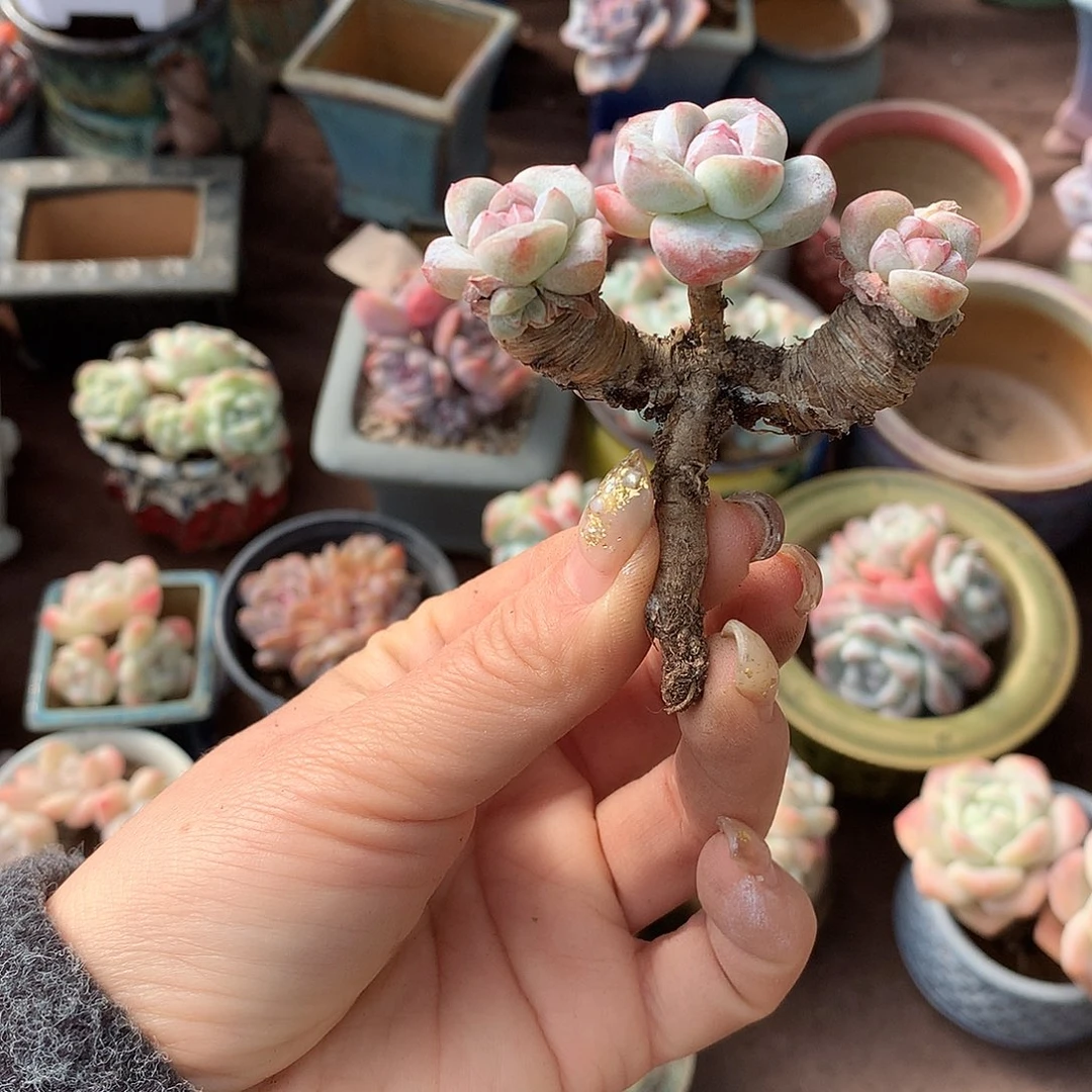 ，哈哈哈哈哈哈哈哈哈哈石榴籽