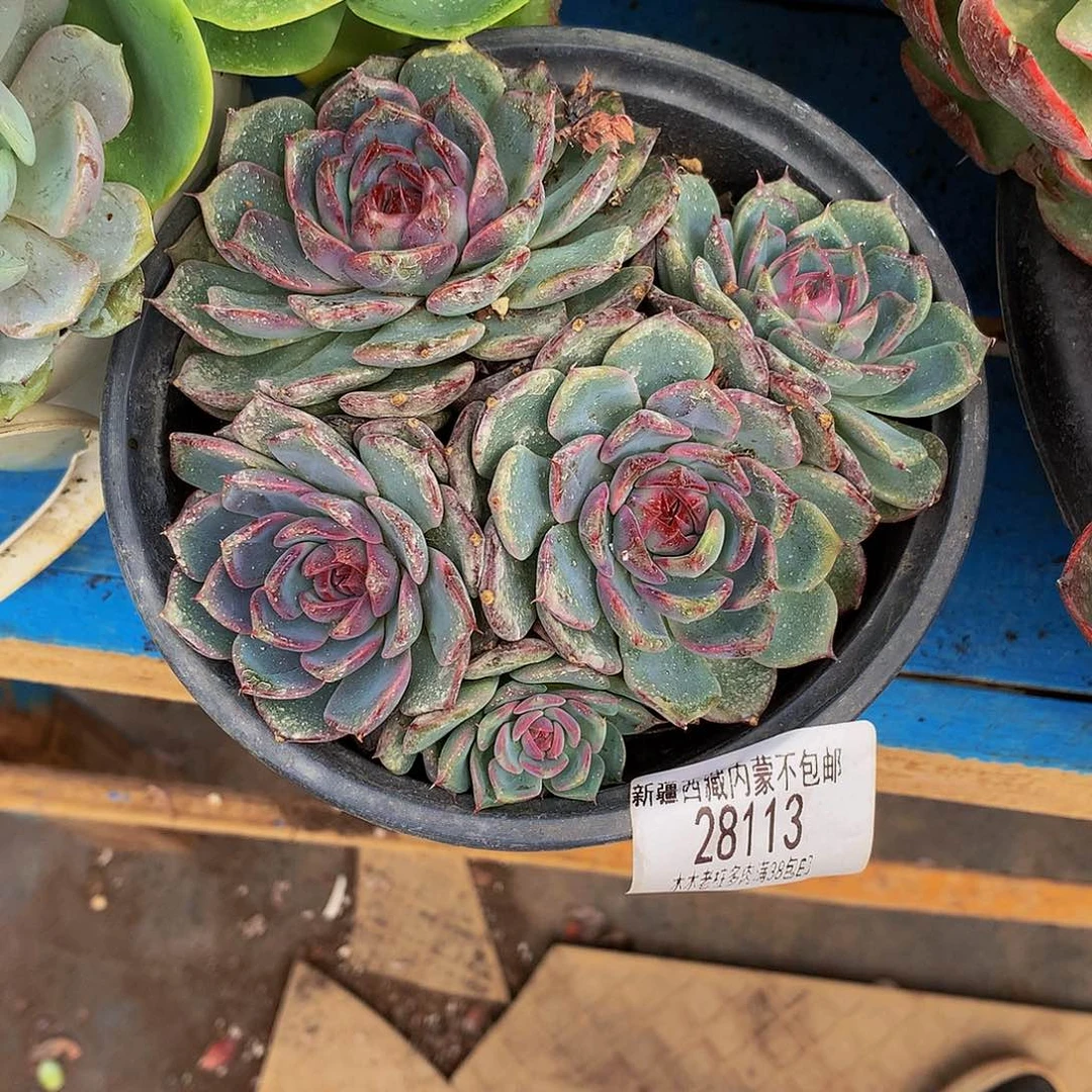 书***书   蓝色妖姬多肉率28113