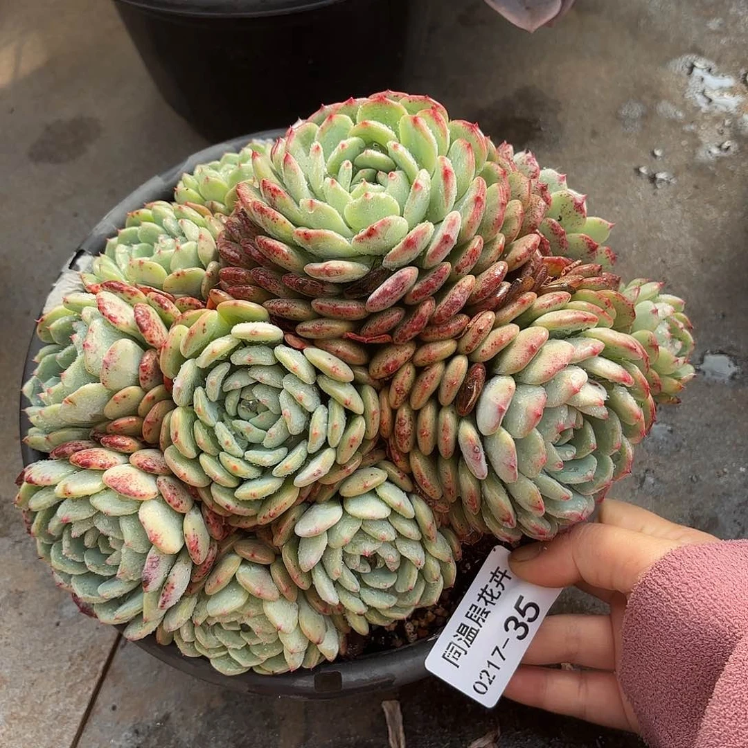 同温层多肉白胖子35