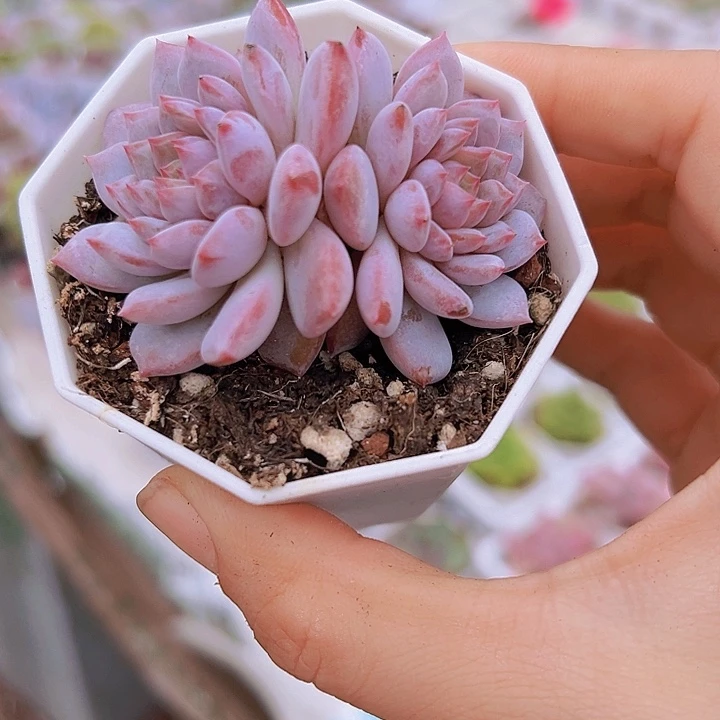 双头星星橙带盆多肉