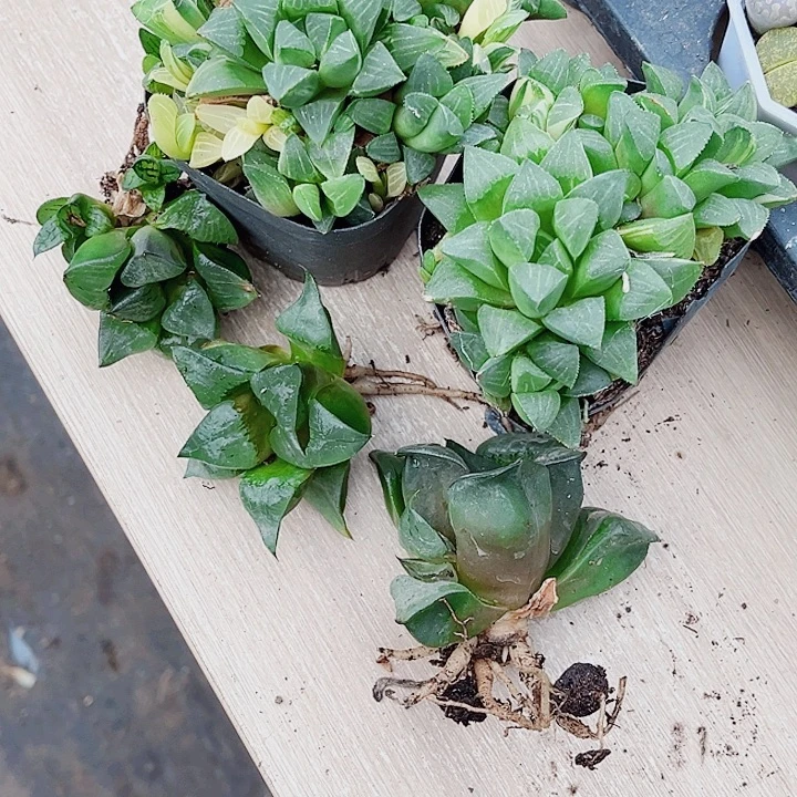 特价处理五颗不包售后