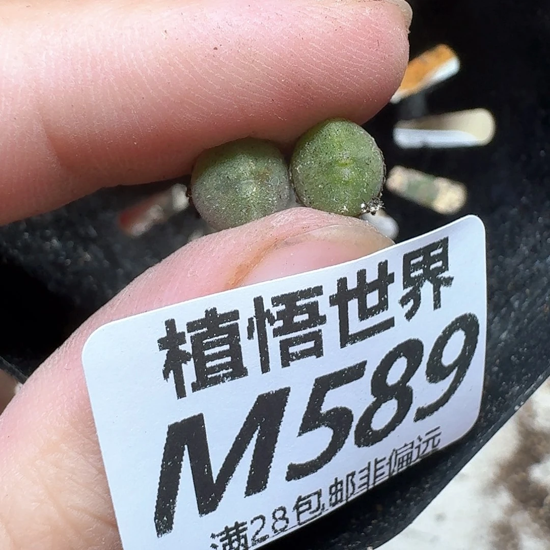 多肉植物的人生是df