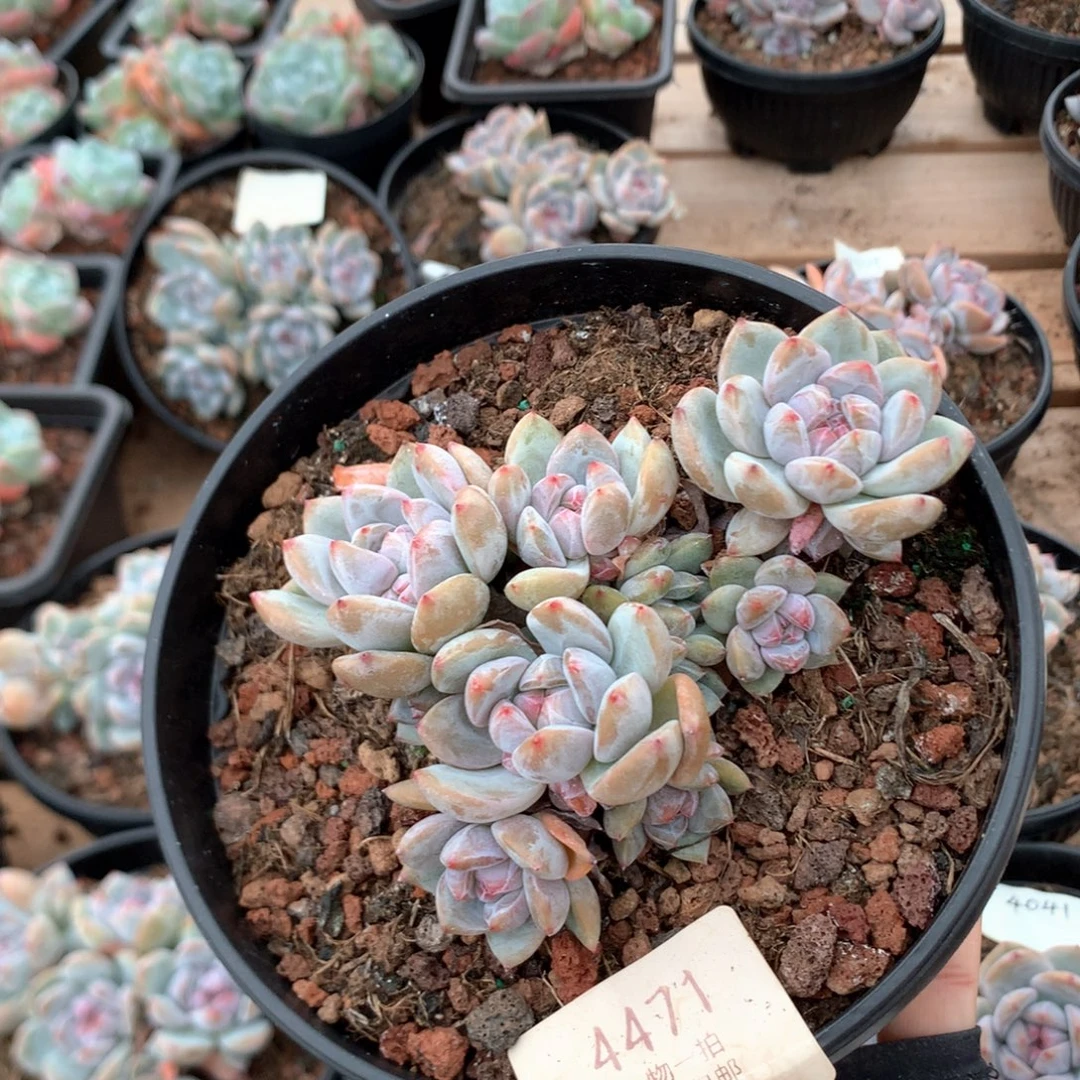 11厘米14头小脸石榴籽4471