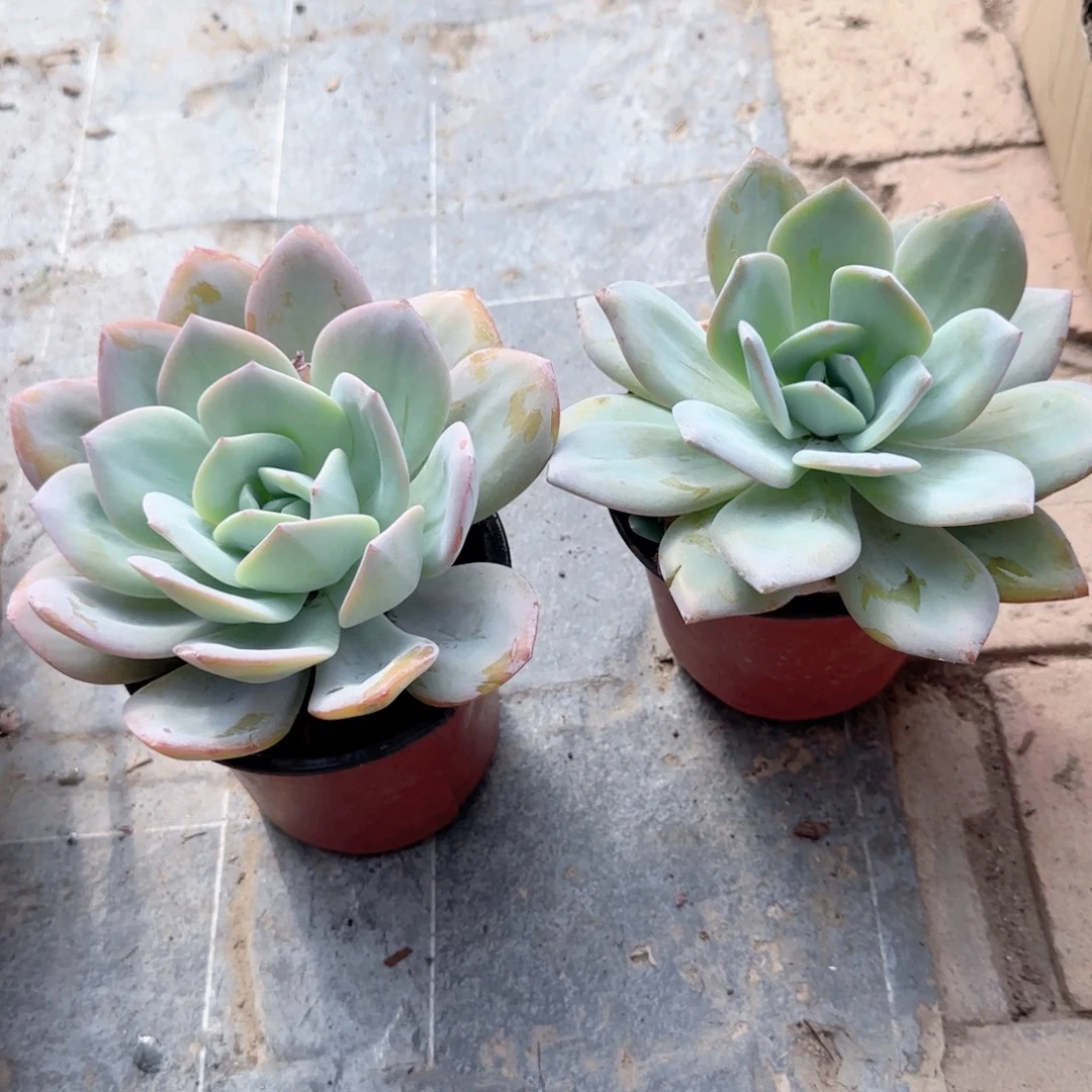 无花朵奶茶大单头