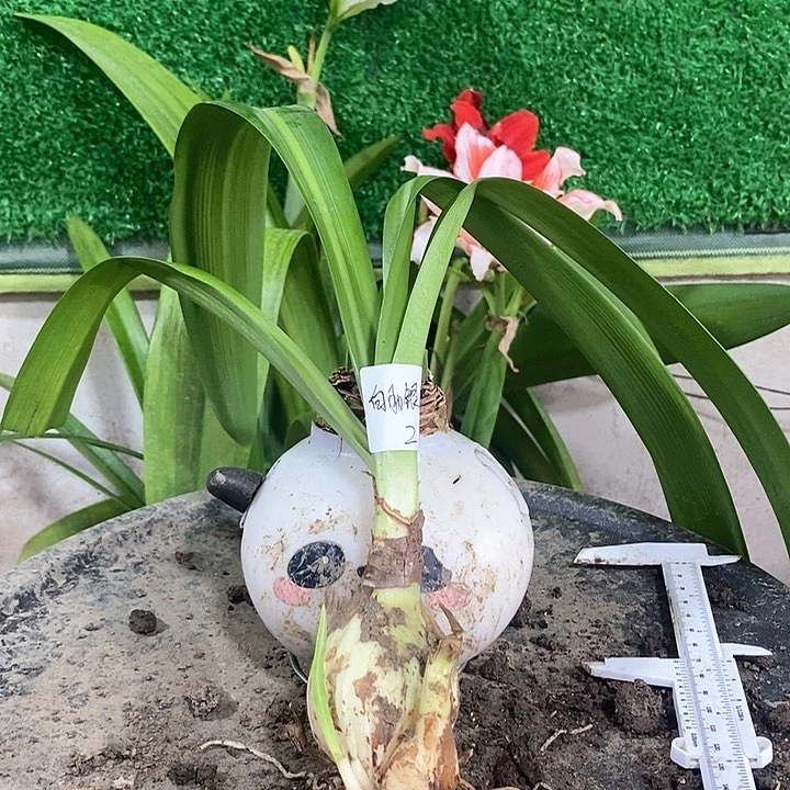 全部花朵白肋银河系带侧福利2号