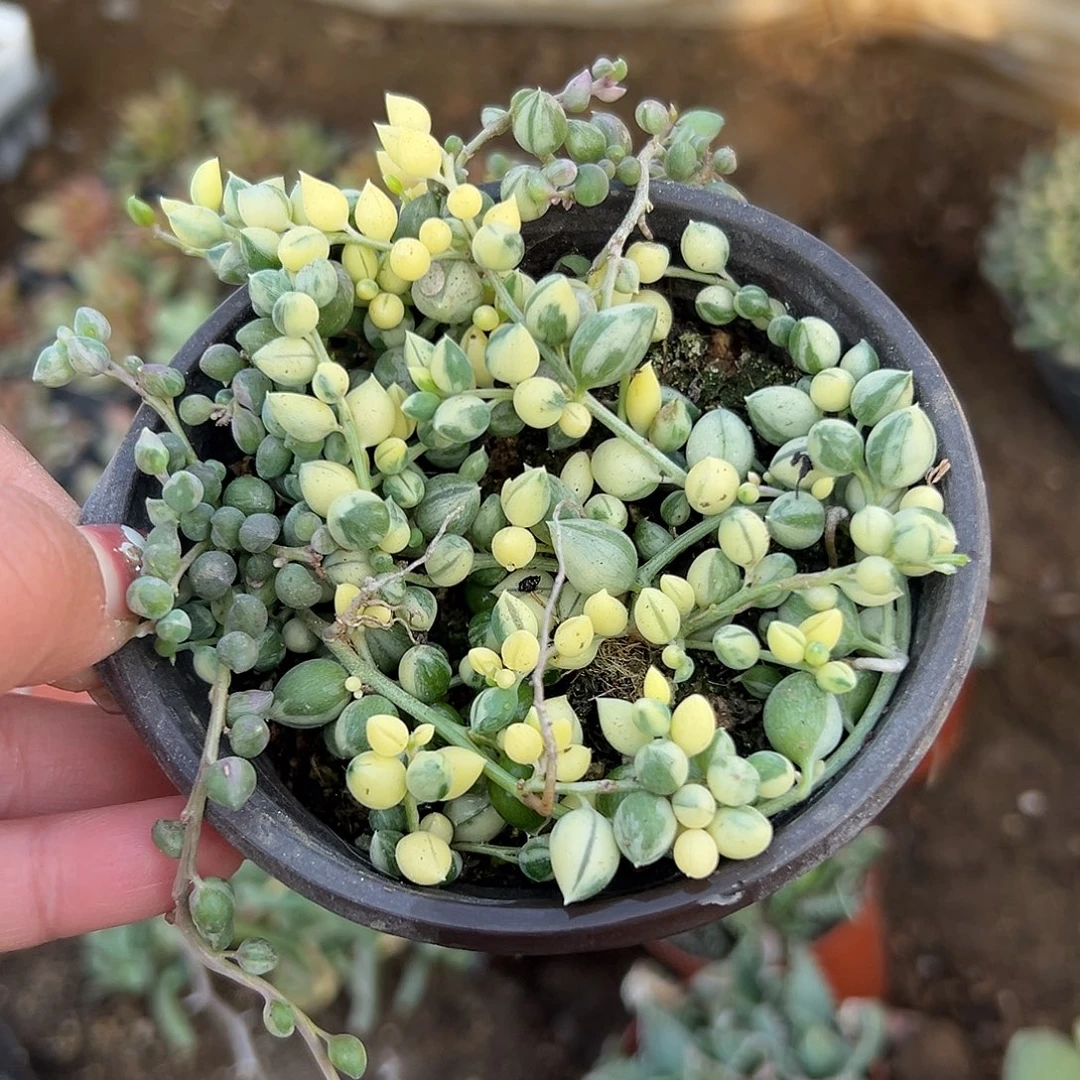 多肉植物佛珠锦群