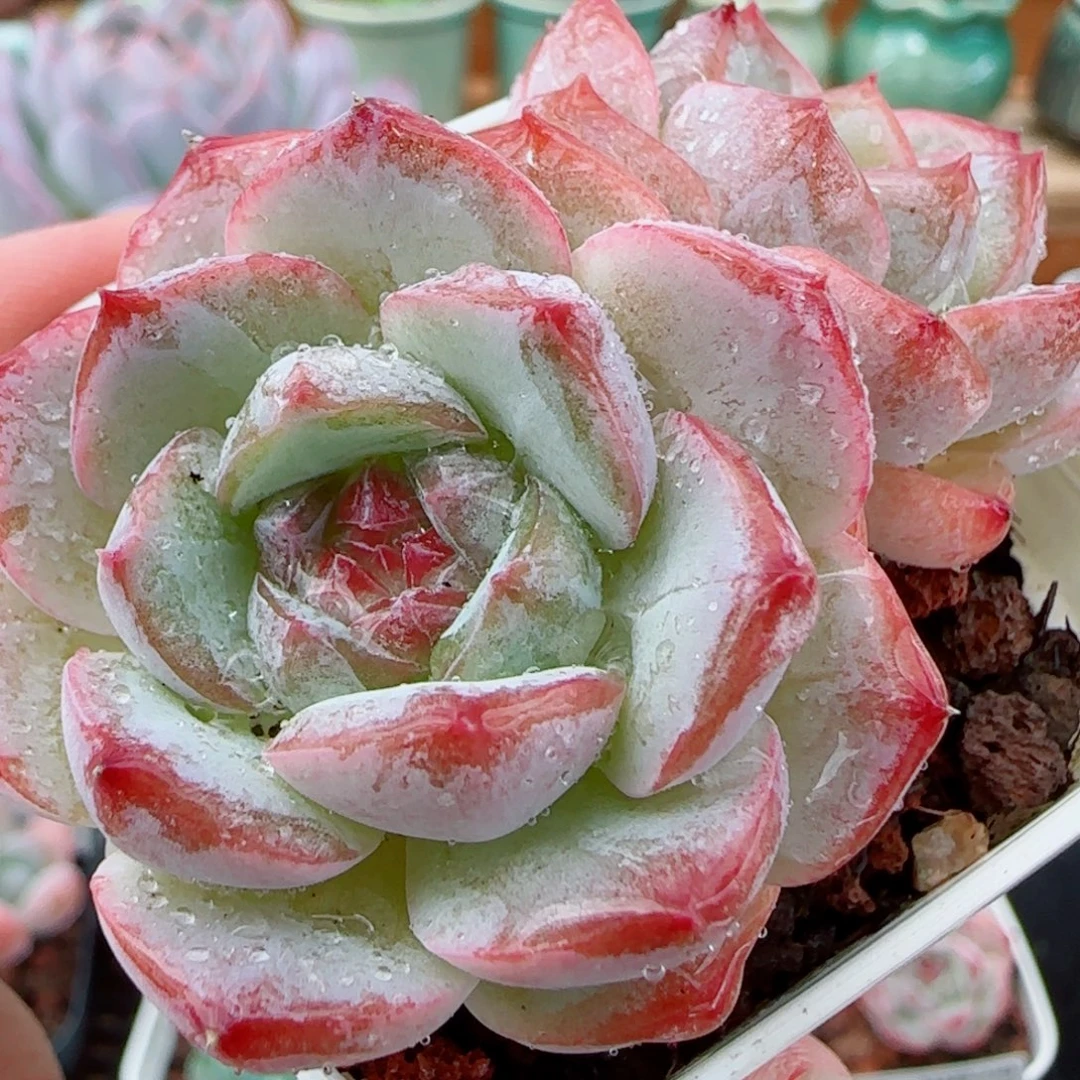 花语逸镜1003-234糖心珍妮