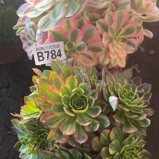 星*多肉植物两个