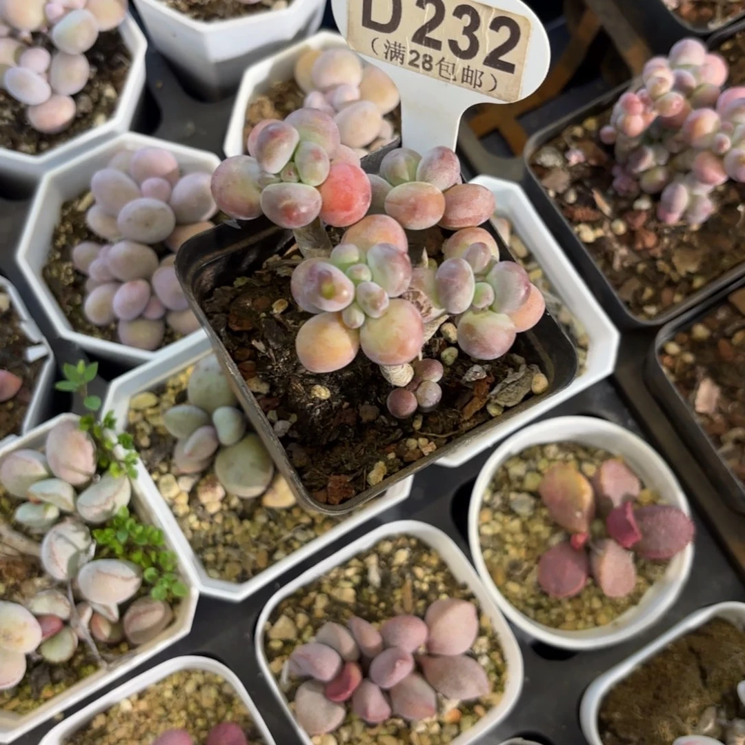 D232苹果奶一物一拍