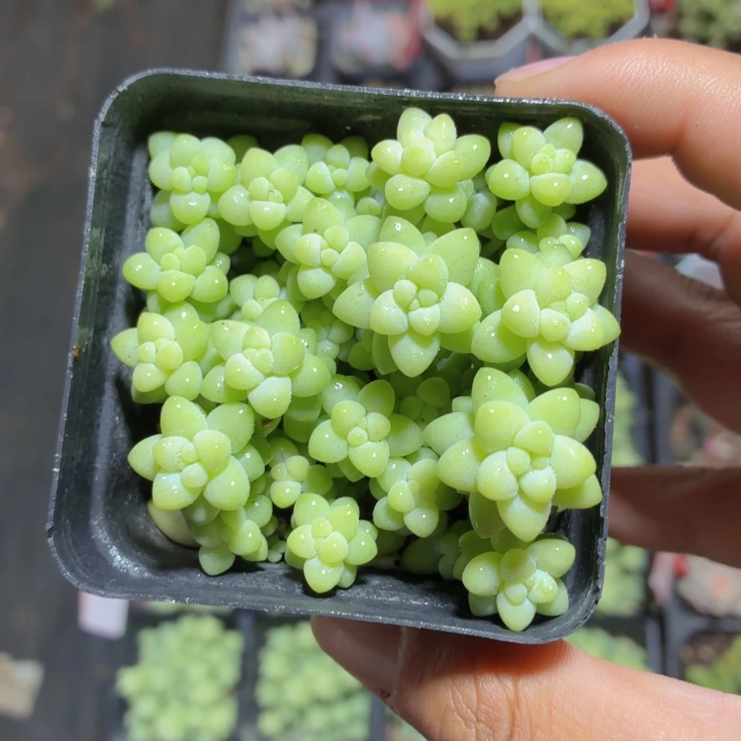 玉坠多肉9.9包邮发货