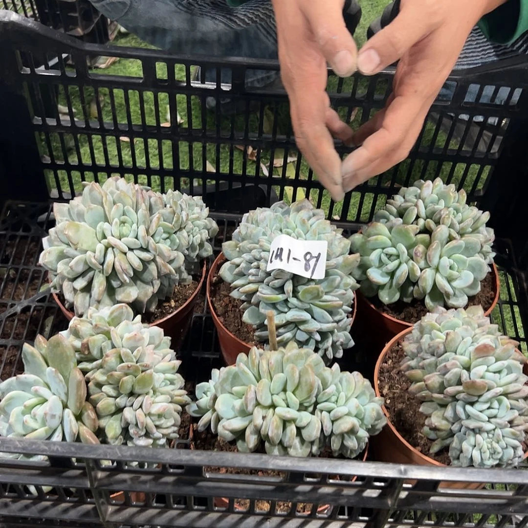 1111-81橙子朵朵缀多肉随机